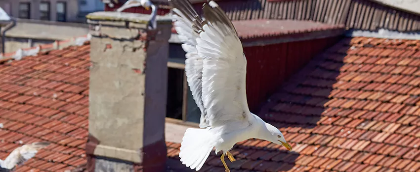 Residential Chimney Animal Removal Solution in Wallingford Center, CT