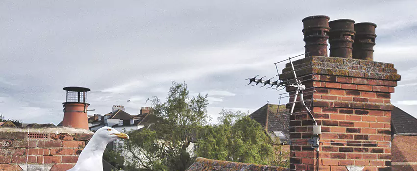 Chimney Cleaning And Restoration in Wallingford Center, Connecticut